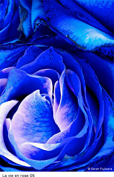 La vie en rose 05.png